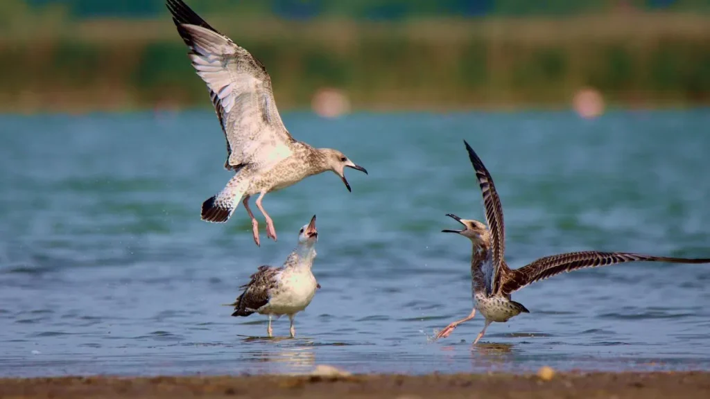 The Science Behind the Wisdom of Seabirds Prediction