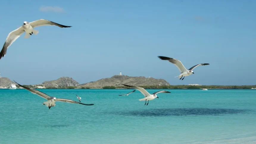 How Seabirds Predict Weather: Ancient Mariners' Secret to Forecasting Storms and Sunshine