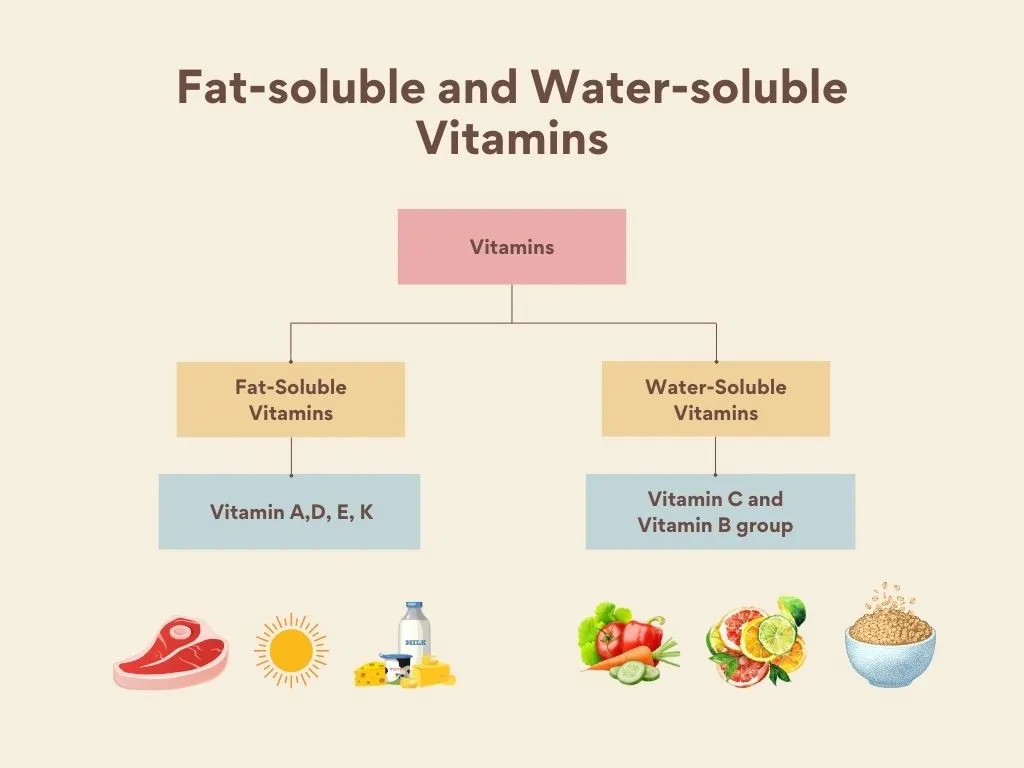 Fat-soluble and Water-soluble Vitamins