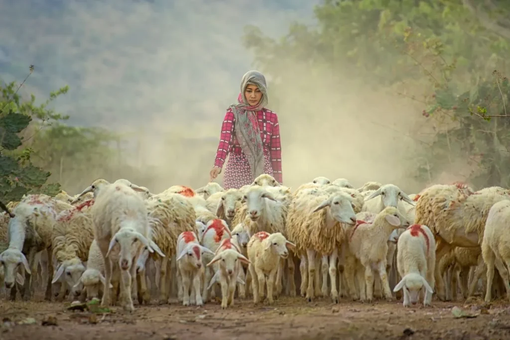 Perspectives from a Sheep Herder