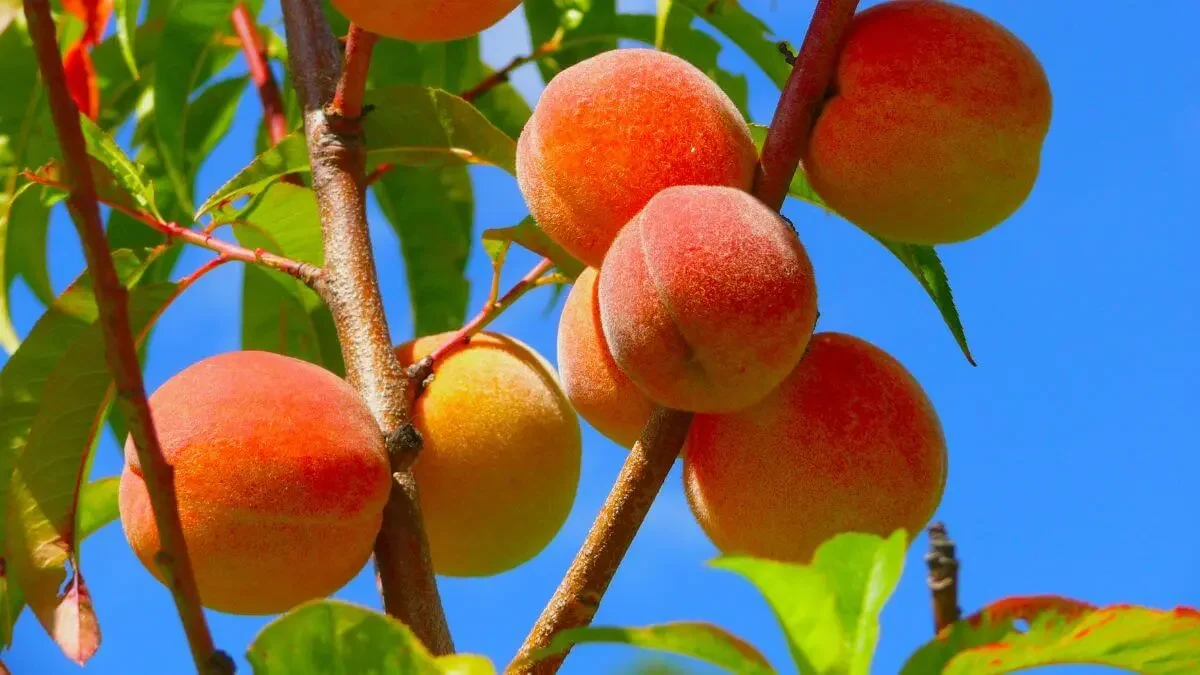 Peaches: The Sweet and Juicy Summer Treat
